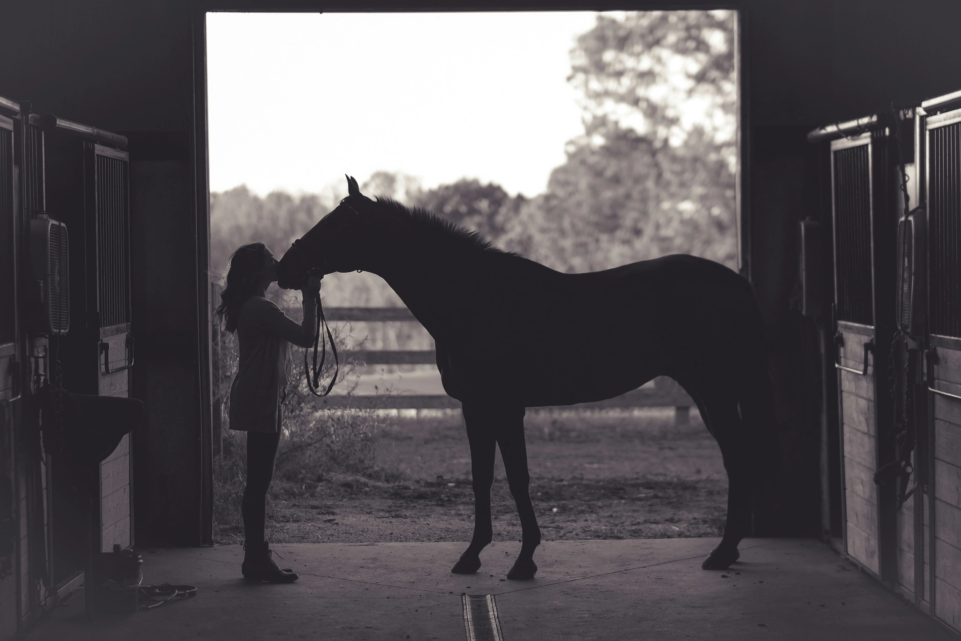 What is Equine Sports Massage Therapy?