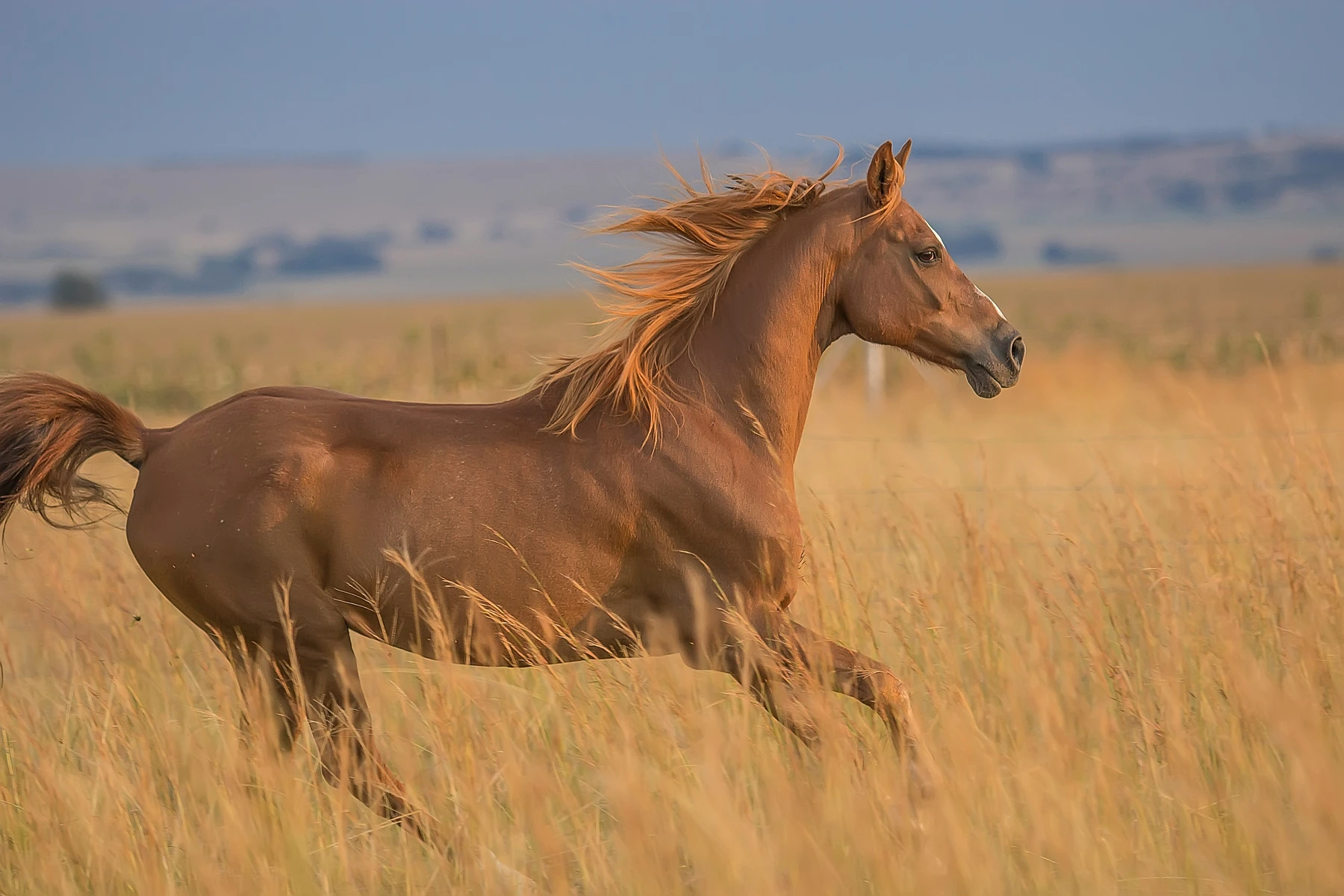 __WWC_LEXICAL_V1__:{"root":{"children":[{"children":[{"detail":0,"format":0,"mode":"normal","style":"","text":"What is Equine Sports Massage Therapy?","type":"text","version":1}],"direction":null,"format":"left","indent":0,"type":"heading","version":1,"tag":"h2"}],"direction":null,"format":"","indent":0,"type":"root","version":1}}
